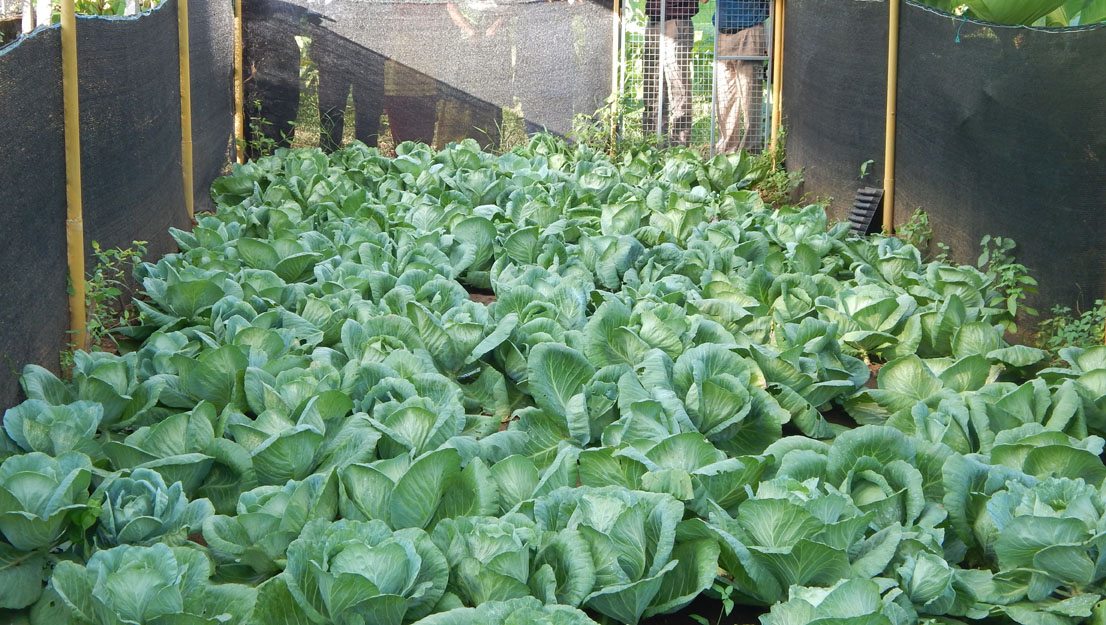 Green Voyager- Cabbage for Rainy Season cultivation in the Rain shelter